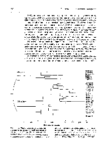 Рис. 26.15. <a href="/info/510903">Филогенетическое древо</a>, построенное по <a href="/info/293261">нуклеотидной последовательности генов</a> глобинов. Длина каждой <a href="/info/1451474">линии соответствует</a> числу нуклеотидных замен в <a href="/info/1322608">каждой ветви</a> древа. Сплошные линии от-