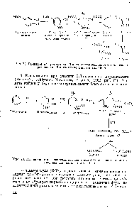 Рис. 73. Расщепление пирокатехина под действием 2,3-оксигеназы пирокатехина (по Нишизука и др., 1962)