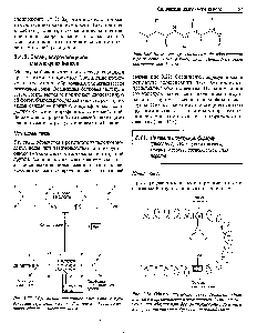 Рис. 3.23. <a href="/info/445072">Часть молекулы</a> полипептида, образованная тремя остатками аминокислот. <a href="/info/7320">Пептидные связи</a> обозначены звездочкой.