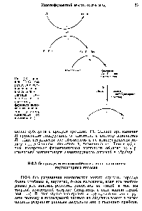 Рис. 2-8. Принцип ИФА без <a href="/info/10144">разделения компонентов</a> с использованием лиганда, связанного с ли-посомами, и <a href="/info/791">фермента</a>, включенного в липосомы (система, зависящая от комплемента).
