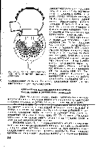 Рис. IV. 34. <a href="/info/95955">Схема поперечного</a> разреза четырехвалкового шнекового дегазатора.