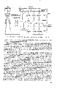 Рис. 37. Схема <a href="/info/1536688">регуляции белкового синтеза</a> (по <a href="/info/292081">Жакобу</a> и Моно).