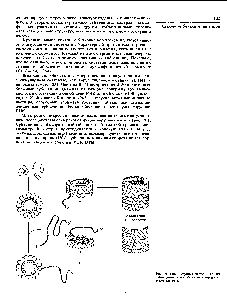 Рис. 76. Реконструкция частиц ВТМ из <a href="/info/149874">субъединиц белка</a> оболочки и молекулы вирусной РНК.
