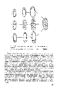 Рис. 125. <a href="/info/1379206">Типы развития</a> эндосперма у покрытосеменных (схема) 
