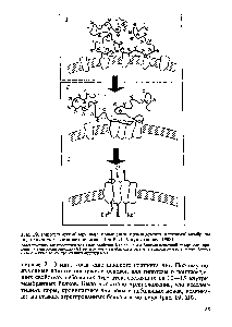 Рис. 19. Гипотетический механизм повышения <a href="/info/710732">проницаемости клеточной мембраны</a> под влиянием экзогенного полииона (по Р. И. Атауллаханову, 1983)