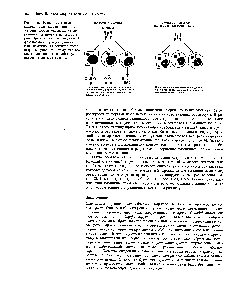 Рис. 13-16. <a href="/info/1384686">Различные клетки</a>-мишени, содержащие одни и те же <a href="/info/327089">рецепторные белки</a>, могут по-разному реагировать на тестостерон. При синдроме <a href="/info/510678">тестикулярной феминизации</a> <a href="/info/1397431">мутация единичного</a> гена, изменяющая <a href="/info/1277281">рецептор тестостерона</a>, приводит к тому, что все <a href="/info/200568">клетки-мишени</a> не способны реагировать на этот гормон.