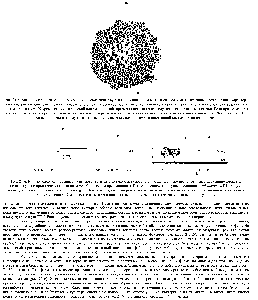 Рис. 21-5. Мозаичность инактивации Х-хромосомы свидетельствует о <a href="/info/1392656">моноклональном</a> возникновении <a href="/info/364540">рака</a>. Вследствие вероятностного характера инактивации Х-хромосомы в раннем эмбриогенезе практически все <a href="/info/955299">нормальные ткани</a> женского организма являются смесью клеток с различными инактивированными Х-хромосомами - отцовской или материнской, причем <a href="/info/97303">инактивация</a> наследуется всем потомством клетки. Если протестировать <a href="/info/1409125">клетки опухоли</a> на экспрессию Х-сценленного гена-маркера, то обычно у всех них оказывается инактивированной одна и та же Х-хромосома. Это