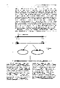 Рис. П.14. <a href="/info/33537">Обратная транскрипция</a> и интеграция ДНК-копии ретровирусного генома в хромосому. А. <a href="/info/1875799">Структура ретровирусного</a> одноцепочечного РНК-генома. Как и в случае клеточных мРНК, на 5 -<a href="/info/1310346">конце вирусной</a> РНК находится кэп , З -конец полиаденили-рован. <a href="/info/1325112">Повторы нуклеотидной последовательности</a>, расположенные на концах генома, отмечены символом К. Две уникальные <a href="/info/98217">нуклеотидные последовательности</a>, расположенные у 5 - и З -конца РНК (115 и иЗ соответственно), при <a href="/info/1388242">образовании двухцепочечной</a> ДНК-копии, которое <a href="/info/877699">направляется обратной</a> транскриптазой, объединяются