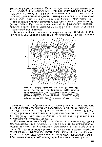 Рис. 65. Схема мезоморфного геля, приготовленного из <a href="/info/893549">блок-сополимера стирола</a> и окиси этилена 