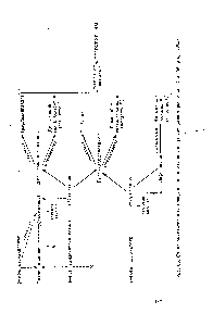 Рис. 65. <a href="/info/562669">Схема окислительных</a> превращений катехинов в пройзводстве черного чая (по Робертсу, 1962)