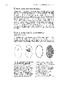Рис. 17.3. <a href="/info/376711">Схематическое изображение</a> делений дробления, приводящих к формированию синтициальной бластодермы Drosophila. Три рисунка слева показывают (1) два ядра, образовавщихся в <a href="/info/1523098">результате первого</a> деления дробления, из которых одно (обозначено <a href="/info/720598">белым цветом</a>) потеряло Х-хромосому (2) <a href="/info/105863">яйцеклетка после</a> нескольких делений дробления из образовавшейся группы ядер половина имеет генотип XX (окрашены), а другая половина ХО (белые) (3)