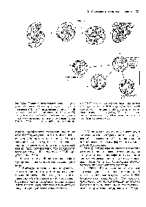 Рис. 3.26. Принцип локализации гена на аутосоме. <a href="/info/1375765">Мышиные клетки</a>, дефицитные по тими-динкиназе (М, ТК ), выращивают в <a href="/info/200523">смешанной культуре</a> с <a href="/info/1338677">нормальными клетками</a> человека (Н, ТК ). Клетки сливаются спонтанно, под <a href="/info/1539713">действием химических агентов</a> или с <a href="/info/1889234">помощью вируса Сендай</a>. Образовавшиеся гибридные клетки че-
