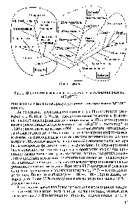 Рис. 1. <a href="/info/510903">Филогенетическое древо</a>, построенное на основании анализа