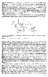 Рис. 11.22. <a href="/info/82245">Модель молекулы</a> метиламида N-ацетил-Л.-<a href="/info/957">глутаминовой кислоты</a> в конформации f Y= 180°, ш= 180°