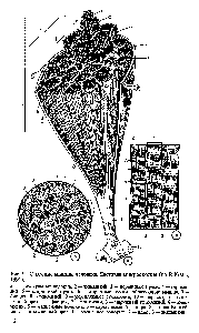 Рис. 1. Строение мышцы человека. Световая микроскопия (по К.Кг8ис, 1991).