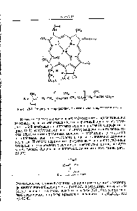Рис. 18-1. <a href="/info/711577">Структура хлорофилла</a>-а показаны цис- и /пра с-заместители.