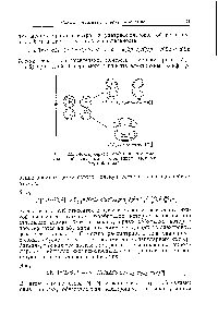 Рис. 2.3. <a href="/info/12322">Молекулярные орбитали</a> я-симме-трии, образованные <a href="/info/9226">комбинацией атомных</a> 2/ 2-орбиталей.