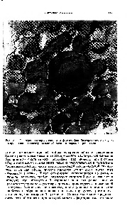 Рис. 6.4. Электронно-микроскопическая фотография благородного опала, иа которой видиы <a href="/info/1330339">концентрические оболочки</a> в шариках кремнезема.