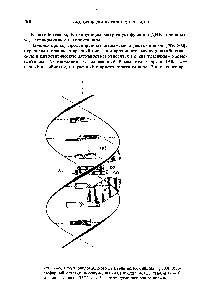Рис. 2-46. Схема <a href="/info/1034137">биологического действия актиномицина</a> С,[800]. Хро- (офорный остаток актиномицина (АС) входит между парами G — С двойной спирали ДНК. айв — пептидные <a href="/info/1090">лактонные</a> кольца.