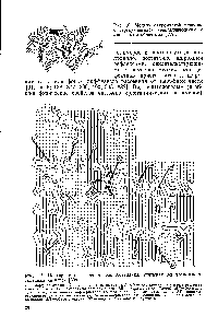 Рис. 1.6. Модель бахромчатой мицеллы с чередующимися кристаллическими и аморфными областями [138].