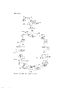 Рис. 20-5. Цикл Кребса (цикл трикарбоновых кислот).