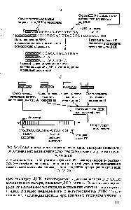 Рис. 5.4. Схема энзиматического метода секвенирования <a href="/info/548">нуклеиновых кислот</a>, основанного на энзиматическом введении нуклеотида, терминирующего цепь 