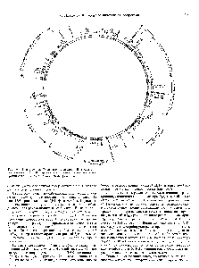 Рис. 16.3. Карта генома Т4 является кольцевой. В геноме протяженностью 165 000 пар оснований наблюдается обширное группирование генов с родственными функциями.
