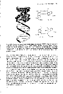 Рис. 2.11. <a href="/info/374961">Структура дезоксирибонуклеиновой кислоты</a> (ДНК). Одиночные цепи ДНК соединены <a href="/info/917">водородными связями</a>. Слева-<a href="/info/32844">двойная спираль</a> ДНК, вверху в <a href="/info/1661924">виде модели</a> из <a href="/info/1424073">шариков</a>, а ниже показано расположение оснований наподобие ступенек винтовой лестницы. Справа показано <a href="/info/103718">спаривание оснований</a> - аденина с ТИМИНОМ и гуанина с цитозином. Пунктирными линиями представлены водородные связи.