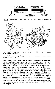 Рис. III.26. <a href="/info/1012299">Модель трехмерной структуры</a> N-концевого АТР-связывающего домена белка семейства hspVO [193]