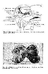 Рис. 2.7. Увеличенная схема головы насекомого, его мозга и эндокринных органов 1968).
