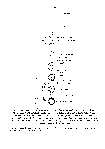 Рис. 15-25. <a href="/info/711387">Различные стадии</a> оогенеза. Из <a href="/info/510394">первичных половых</a> клеток, мигрирующих в яичник на <a href="/info/1328681">ранней стадии</a> эмбриогенеза, развиваются оогонии. После ряда <a href="/info/101309">митотических делений</a> оогонии приступают к <a href="/info/1355109">первому делению мейоза</a>, и на этой стадии их называют уже ооцитами <a href="/info/891867">первого порядка</a>. У млекопитающих ооциты <a href="/info/891867">первого порядка</a> формируются очень рано и остаются на стадии профазы I (у человека это происходит между 3-м и 8-м месяцами <a href="/info/105861">эмбрионального развития</a>) до тех пор. пока самка не достигнет половой зрелости. После этого под <a href="/info/191134">влиянием гормонов</a> периодически созревает небольшое число ооцитов, которые завершают <a href="/info/1355109">первое деление мейоза</a> и превращаются в ооциты <a href="/info/136639">второго порядка</a> последние претерпевают <a href="/info/1355105">второе деление мейоза</a> и становятся зрелыми яйцеклетками. Стадия, на которой яйцеклетка выходит из яичника и оплодотворяется, у <a href="/info/627457">разных животных</a> различна. У большинства позвоночных созревапие ооцитов приостанавливается на стадии метафазы 11 и ооцит <a href="/info/136639">второго порядка</a> завершает мейоз лишь <a href="/info/1386491">после оплодотворения</a>. Все полярные тельца в конечном счете дегенерируют. Однако у большинства животных, в том числе и у млекопитающих, полярные тельца остаются внутри <a href="/info/511181">яйцевой оболочки</a>, а у <a href="/info/937219">некоторых видов</a> <a href="/info/1573749">первое полярное</a> тельце