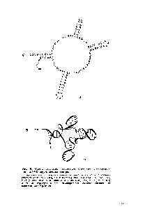 Рис. 9. <a href="/info/1676451">Схема вероятной</a> <a href="/info/35984">вторичной структуры</a> З -концевого домена РНК <a href="/info/97996">вируса мозаики</a> костра 