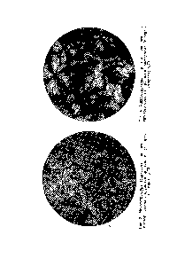 Рис. 3. Микроструктура закристаллизованного перлитового стекла с <a href="/info/904390">крупными кристаллами</a> (без анализатора) Х70.