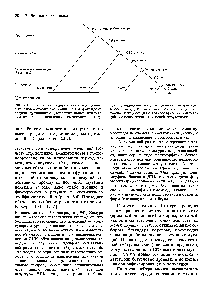 Рис. 7.10. Этапы дуплицирования гемоглобиновых генов и <a href="/info/1433754">стадии эволюции</a>, на <a href="/info/1481749">которых происходили</a> дупликации. Дополнительные дупликации привели к появлению гемоглобиновых це-