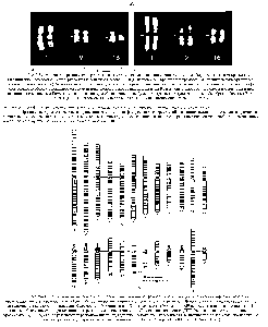 Рис. 9-39. Микрофотографии трех пар митотических хромосом человека, полученные с помошью <a href="/info/490695">флуоресцентного микроскопа</a>. А. Окрашивание хромосом АТ-специфичес-ким красителем Hoes ht 33258 (G-полосы). Б. Окрашивание хромосом G -специфическим красителем оливомицином (R-полосы). Черта указывает положение центромеры. Обратите внимание на то, что картины <a href="/info/385139">распределения сегментов</a> (полос) в хромосомах на обеих фотографиях комплементарны полосы, яркоокрашенные на А, на Б затемнены и наоборот G-полосы проявляются и при <a href="/info/694378">окрашивании красителем</a> Гимза (отсюда их название), а обозначение полос буквой R отражает тот факт, что они как бы обратны (reverse) G-no-