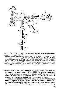 Рис. 23. Схема, иллюстрирующая <a href="/info/1892967">экспериментальную проверку модели</a> вторичной структуры РНК