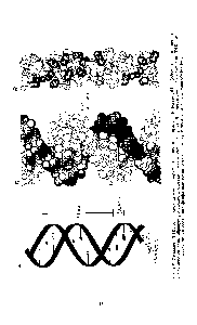 Рис. 1.5. Строение ДНК. А — <a href="/info/72524">схема двойной</a> спирали Б — <a href="/info/1055230">правая спираль</a> — В-форма ДНК (обратите внимание на регулярную спираль, образуемую сахаро-фосфатным скелетом молекулы) В — <a href="/info/1055227">левая спираль</a> — г-форма ДНК (ломаная линия соединяет фосфатные группировки) Г — нуклеотид (<a href="/info/32857">дезоксиаденозин</a>-5 -фосфат)