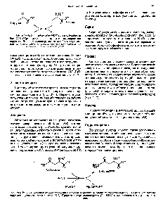 Рис. 29.4. Реакция, катализируемая аспарагинсинтетазой. Обратите внимание на сходство и различия с реакцией, катализируемой <a href="/info/32834">глутаминсинтетазой</a> (рис. 29.2). Природа донора аминогруппы (К—НН",) может различаться у разных организмов.