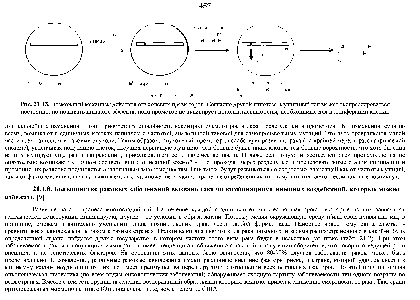 Рис. 21-13. <a href="/info/1351709">Возможный механизм</a> действия опухолевых промоторов. Согласно другой гипотезе, мутантный ген может экспрессироваться постоянно, но не давать никакого эффекта, нока нромотор не активирует дополнительные гены, необходимые для нролиферации клетки.