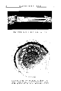 Рис. 4. <a href="/info/713810">Поперечный срез</a> стебля гваюлы. Темные включения в паренхи атических клетках — каучук, подвергнутый бромированию для более ясного обнаруживания.