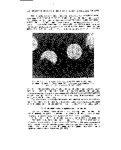 Рис. 80. Молодые колонии (7-часовые) бактерий дизентерии, подвергающиеся фаголизису (увеличение 80х). Колонии прижизненно флуо-рохромированы акридиновым оранжевым.
