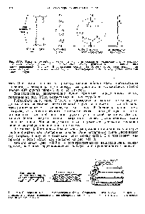Рис. УП.9. Типы взаимодействия между цепочечными <a href="/info/19563">белковыми молекулами</a>, а - <a href="/info/917">водородные связи</a> между цепями б - иопиые <a href="/info/1482643">связи между</a> [<a href="/info/92681">руппами</a> к о - изаимодейстиия между неполярными группами Я, создающие области, из которых вытесняется вода, — тип взаимодействия в клеточных менбранах г - <a href="/info/150016">дисульфидная связь</a> между двумя остатками цистеина (Су8).