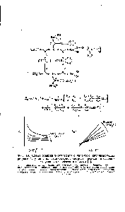 Фиг. 19. <a href="/info/592165">Схема реакции</a> тиосульфата с липоатом, катализируемой роданезой, <a href="/info/1097889">уравнения стационарной скорости</a> реакции и соответствующие кинетические прямые [4].