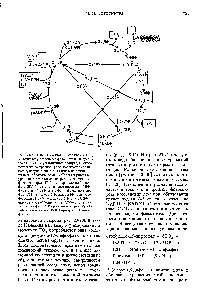 Рис. 23-20. Цикл Кальвина-превращение Oj в D-глюкозу в <a href="/info/526428">процессе фотосинтеза</a>. Вступающая в цикл Oj и <a href="/info/17660">конечный продукт</a>, глюкоза, показаны на красном фоне. Все <a href="/info/279716">прочие соединения</a>, вступающие в цикл или выходящие из него, обведены рамкой. <a href="/info/1459095">Сбалансированные уравнения реакций</a> см. на рис. 23-21. ЗФГ-3-фосфоглицерат ГЗФ - глицеральдеги д-З-фос-фат ДГАФ-дигидроксиацетонфосфат ФДФ-фруктозо-1,6-дифосфат Ф6Ф -фруктозо-6-фос-фат Г6Ф-глюкозо-б-фосфат Э4Ф-эритрозо-