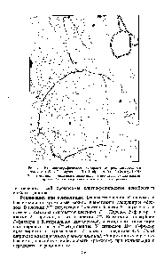 Рис. 9.4. Радиоавтографическое изображение реплицирующейся хромосомы Е. соИ, полученное Дж. Кэйрнсом (по Г. Стенту, 1974)