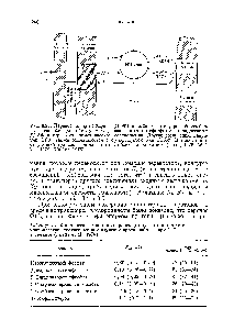 Таблица 8.4. <a href="/info/133369">Кинетические константы</a> <a href="/info/1402908">транспорта фосфатов</a> в <a href="/info/191220">строму хлоропластов</a>, полученные при изучении противообмена при 4 °С в темноте (Fliege et al.. 1978)