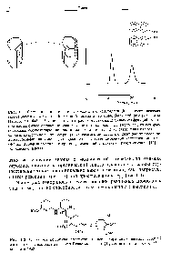 Рис. 1.1. Слева внешний вид <a href="/info/29886">энантиоморфных кристаллов</a> (Ь — гемиэдрическая грань) рацемического натрий-аммоний тартрата, которые были отбором разделены Пастером в 1848 г. Исходя из того что растворы двух выделенных им фракций имеют противоположное <a href="/info/37811">оптическое вращение</a>, он предположил, что молекулы, из которых построены соответствующие кристаллы, неидентичны [12] (с разрешения изд-ва). Справа <a href="/info/108332">разделение энантиомеров</a> рацемического бинафтола с помощью <a href="/info/1068078">жидкостной</a> <a href="/info/1085165">хромотографии</a> на колонке, содержащей в качестве хнральной <a href="/info/5671">неподвижной фазы</a> (+)-поли(трифенилметилметакрилат), имеющий <a href="/info/1361482">структуру правой</a> спирали [13] (с разрешения изд-ва).