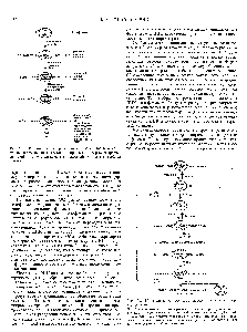 Рис. 10.2. <a href="/info/1868763">Цикл сигма-фактора</a> и минимального фермента при транскрипции.