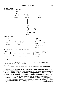 Рис. 4.7. <a href="/info/1349384">Реакции синтеза</a>, катализируемые пиридоксалевыми ферментами.