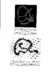 Фиг. 68. Инверсионная петля в двух конъюгировавших хромосомах из клетки <a href="/info/511011">слюнной железы</a> дрозофилы.
